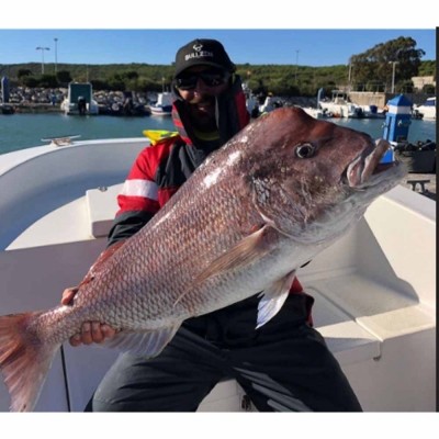 Shop Online Daiwa Freams LT Spinning Reels - Marine Hub